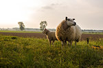 Mother sheep and her lamb in spring, Friesland The Netherlands nature