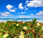 Portugal. Beach at coast Atlantic Ocean. Flower purslane sand. Sunny summery day with blue sky and white cloud.