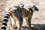 Ring-tailed Lemur and its baby (Lemur catta), Anja Community Reserve, Haute Matsiatra Region, Madagascar, Africa