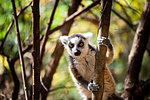 Ring-tailed Lemur (Lemur catta), Anja Community Reserve, Haute Matsiatra Region, Madagascar, Africa