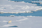 Polar bear (Ursus maritimus) in the high arctic near the North Pole, Arctic, Russia, Europe