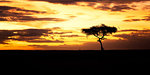 Acacia Tree at sunset, Masai Mara, Kenya, East Africa, Africa