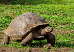 Giant Tortoise, El Chato, Highlands of Santa Cruz (Indefatigable) Island, Galapagos, UNESCO World Heritage Site, Ecuador, South America