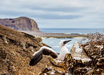 Blue-footed booby juvenile (Sula nebouxii), Punta Pitt, San Cristobal (Chatham) Island, Galapagos, UNESCO World Heritage Site, Ecuador, South America