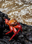 Sally Lightfoot crab (Grapsus grapsus), Sullivan Bay, Santiago (James) Island, Galapagos, UNESCO World Heritage Site, Ecuador, South America