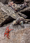 Marine iguana and Sally Lightfoot crab, Punta Suarez, Espanola (Hood) Island, Galapagos, UNESCO World Heritage Site, Ecuador, South America