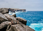 Marine iguana (Amblyrhynchus cristatus), Punta Suarez, Espanola (Hood) Island, Galapagos, UNESCO World Heritage Site, Ecuador, South America