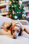 Portrait cute dog on sofa in living room with Christmas tree