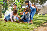 Kid volunteers helping plant tree ins sunny park