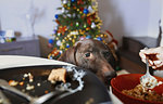 Hungry dog watching owner eat