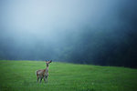 Yezo Deer