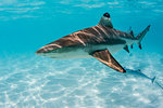 Blacktip reef sharks (Carcharhinus melanopterus) cruising the shallow waters of Moorea, Society Islands, French Polynesia, South Pacific, Pacific