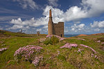 Thrift growing around the ruins of Wheal Owles tin mine on the cliff tops near Botallack, Cornwall, England, United Kingdom, Europe