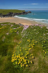 Yellow kidney vetch and pink thrift growing on the clifftops above Porth Joke beach near Crantock, Cornwall, England, United Kingdom, Europe