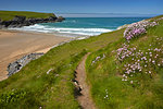 Thrift growing alongside the coastal path above Porth Joke beach near Crantock, Cornwall, England, United Kingdom, Europe