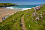 Thrift growing alongside the coastal path above Porth Joke beach near Crantock, Cornwall, England, United Kingdom, Europe