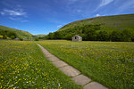 Path leading through traditional hay meadows, Muker, Swaledale, Yorkshire Dales, North Yorkshire, England, United Kingdom, Europe