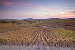 The vineyards of Sancerre, known for fine wines from grape varieties such as pinot noir and sauvignon blanc, Sancerre, Cher, Centre-Val de Loire, France, Europe