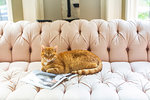 Ginger cat lying on stylish sofa