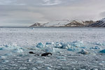 Pack ice, Wahlenberg fjord, Nordaustlandet, Svalbard, Norway
