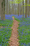 Path in bluebells forest in the spring, Hallerbos, Halle, Vlaams Gewest, Brussels, Belgium, Europe