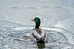 Back view of a male, mallard duck (Anas platyrhynchos) swimming in winter, Europe