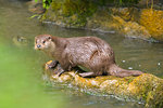 Otter (lutra lutra) standing on rock in river and looking at camera, Germany