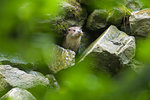 River otter (lutra lutra) poking head out from rocks, Germany