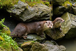 Two otters (lutra lutra) sitting on rocks near river, Germany