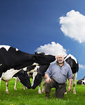 Dairy farmer with friesian cows on green field