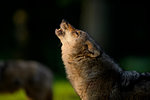 Close-up of gray wolf (Canis lupus) howling in forest in summer, Germany