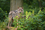 Portrait of a gray wolf (Canis lupus) looking through bushes at camera in summer, Germany