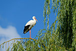 Profile of a white stork (Ciconia ciconia) standing on a tree branch, Germany