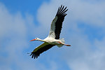 White stork (Ciconia ciconia) flying in cloudy blue sky, Germany