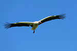 White stork (Ciconia ciconia) flying in blue sky, Germany