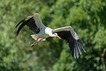 White stork (Ciconia ciconia) flying and swooping over forest, Germany