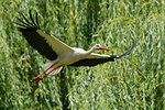 Close-up of white stork (Ciconia ciconia) flying near forest, Germany