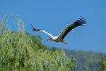 White stork (Ciconia ciconia) flying in blue sky near forest with twigs in mouth, Germany