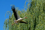 White stork (Ciconia ciconia) flying in blue sky near forest with twig in mouth, Germany