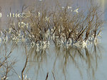 Crystallised salt wrapped around twigs, Dead Sea, Israel