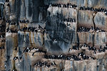 Rows of bruennich's guillemots (uria lomvia) perched on coastal cliff,  Alkefjellet, Spitsbergen, Svalbard, Norway.
