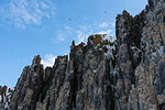 Bruennich's guillemots (uria lomvia) flying over coastal cliff,  low angle view, Alkefjellet, Spitsbergen, Svalbard, Norway.