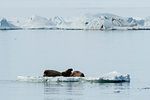 Atlantic walruses (Odobenus rosmarus) on iceberg, Vibebukta, Austfonna, Nordaustlandet, Svalbard, Norway