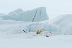 Polar bear (Ursus maritimus) lying on snow covered ground, Vibebukta, Austfonna, Nordaustlandet, Svalbard, Norway