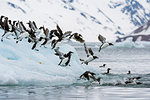 Brunnich's Guillemots (Uria lomvia) taking flight from coastal iceberg, Burgerbukta, Spitsbergen, Svalbard, Norway.