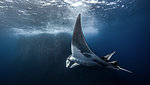 Underwater view of Giant Manta Ray near the pinnacle of roca partida, Socorro, Baja California, Mexico