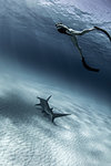 Underwater view of great hammerhead shark and female scuba diver, Alice Town, Bimini, Bahamas