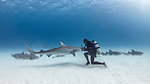 Underwater view of male scuba diver with tiger shark and nurse sharks over seabed, Alice Town, Bimini, Bahamas