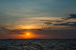 Silhouetted flock of birds flying over lake at sunset, Uganda