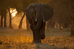 Elephant (loxodonta africana) walking in forest at sunset , Mana Pools National Park, Zimbabwe